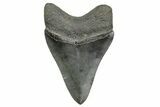 Fossil Megalodon Tooth - South Carolina #368398-1